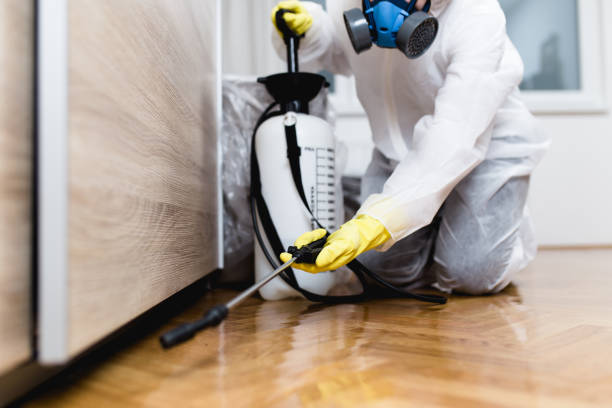 Best Termite Control Services  in Valley Falls, KS
