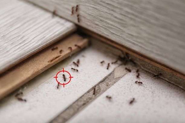 Best Mosquito Control Services  in Valley Falls, KS